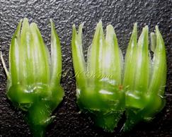  Phyllaries